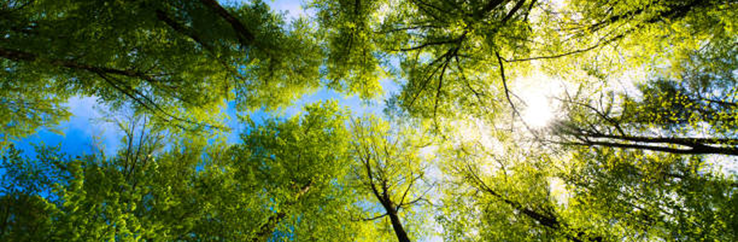 Étude d'impact de l'initiative Nos Gestes Climat